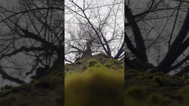 Текстуры осени. Мхи на стволе дерева. смотреть онлайн