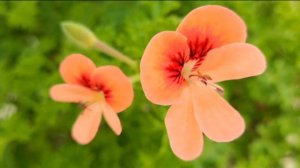 #초록멋쟁이 #겨울❄️ Pelargonium, AngelEyes Orange Randy 새해 첫날 꽃볼 시작!  Happy New Year!