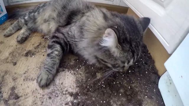 Кот свалил любимый цветок ... Преступление и наказание смотреть онлайн