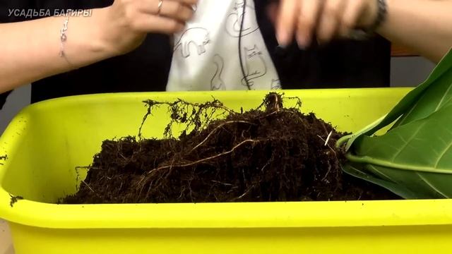 Лировидные фикусы. Посадка и уход.