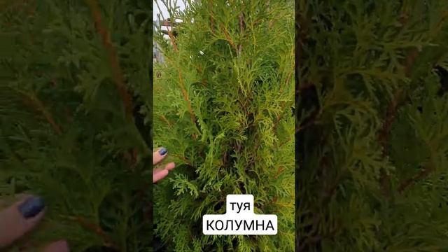 ТУЯ КОЛУМНА #туя #купитьтую #саженцы #растенияворонеж