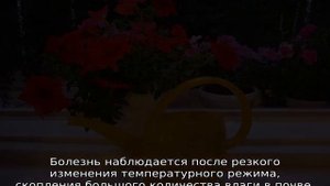 Болезни петунии