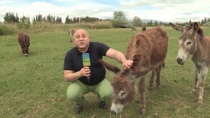 Молоко ослиное