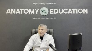 Новости из мира анатомии. Жевательная мышца