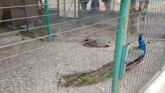 09.07.2017 Прогулка по центру Ейска. Храм в парке Горького. Катание на лошадях. Дети на машинах