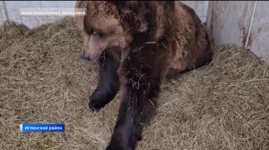 Известный фермер из Иглинского района рассказал о зимовке своего медведя