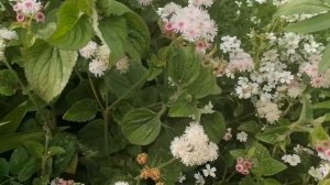 Агератум голубая норка. Вторая жизнь цветов.