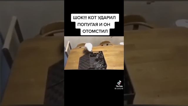 ШОК!!! КОТ УДАРИЛ ПОПУГАЯ И ОН ОТМСТИЛ.