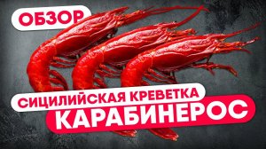 Красная сицилийская креветка. Креветки карабинерос. Обзор деликатесных морепродуктов
