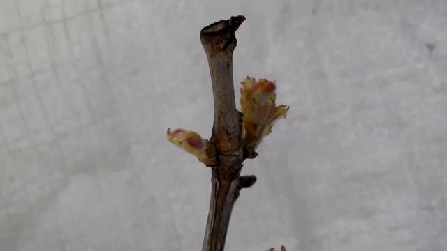 Виноград ВОСТОРГ ИДЕАЛЬНЫЙ поэтапное развитие куста (2 часть) смотреть онлайн