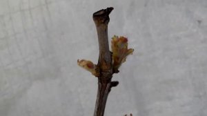 Виноград ВОСТОРГ ИДЕАЛЬНЫЙ поэтапное развитие куста  (2 часть)