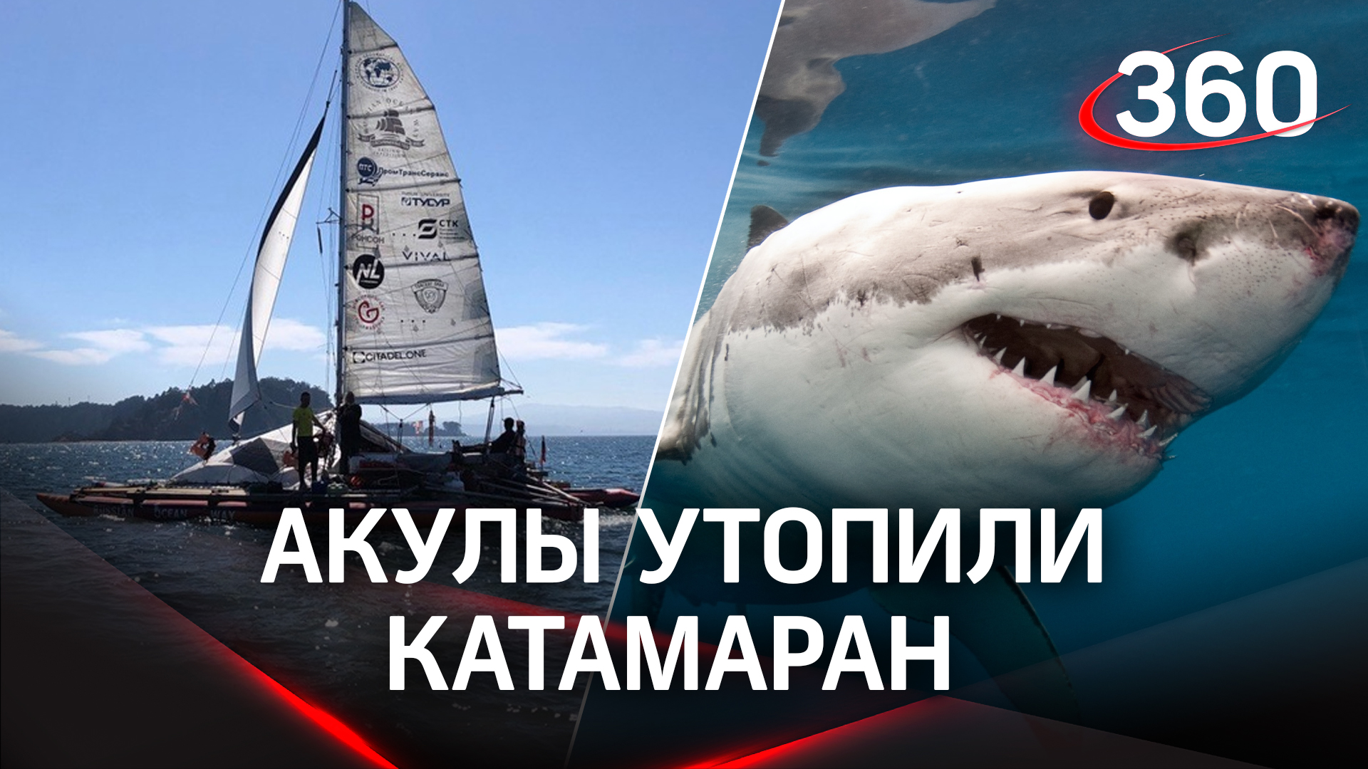 Кровожадные акулы устроили охоту на российских мореплавателей - катамаран экспедиции ушёл на дно