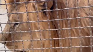 ❤️Лев Витя порычал, пометил и закусил шейками. #animals #lions #левВитя