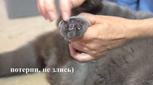 Уход за лапками кота / Британский кот Гарри / British cat Harry