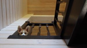 Щенок корги веселится/having fun with corgi puppy!