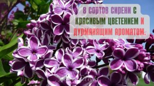 8 Сортов сирени с красивым цветением и дурманящим ароматом.?