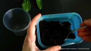 Шлюмбергера, размножение черенками: уникальные секреты черенкования! | Schlumberger propagation