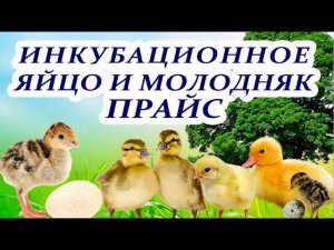 ПРАЙС ДЛЯ КЛИЕНТОВ, НА ПОРОДНУЮ И БРОЙЛЕРНУЮ ПТИЦУ