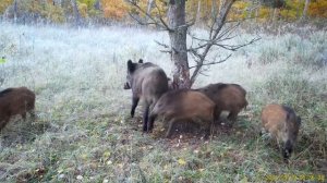 Кабаны Рязанской области попали в фотоловушку