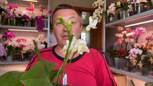 ОРХИДЕИ с ДЫРАМИ на основании от вырваных цветоносов или корней ЧТО ДЕЛАТЬ как УХАЖИВАТЬ