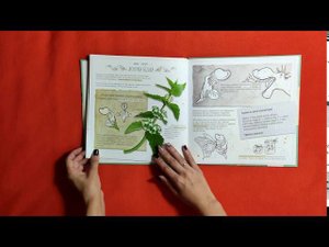 Детская познавательная книга "Как тебя зовут? Всё о цветах, живущих рядом с нами" - Евгения Гюнтер