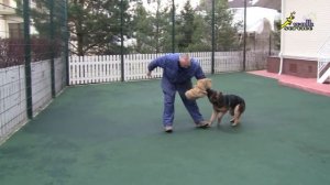 Как отучить собаку прыгать на хозяина используя рукав