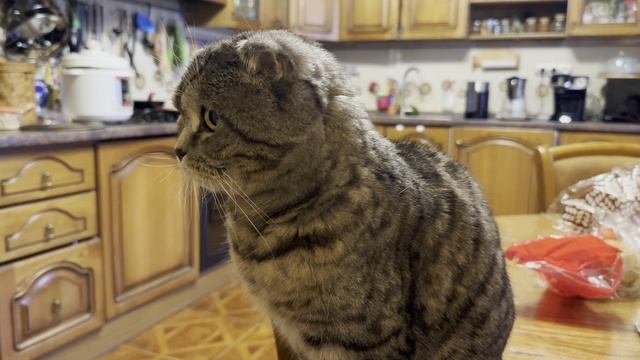 Супер фильм из жизни котов смотреть онлайн