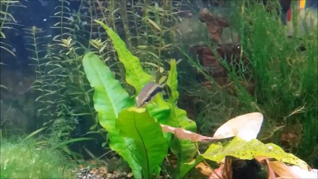 Сиамский водорослеед смотреть онлайн