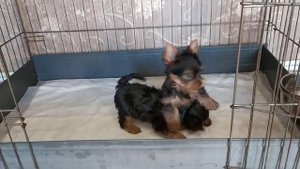 Щенки йоркширского терьера 2 месяца