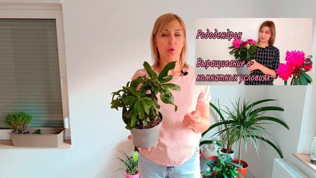 Рододендрон Два месяца после приобретения