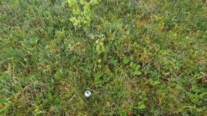 ГРИБЫ ПОШЛИ! ГРИБНОЕ РАЗНООБРАЗИЕ! КАРЕЛИЯ ГРИБЫ 2023