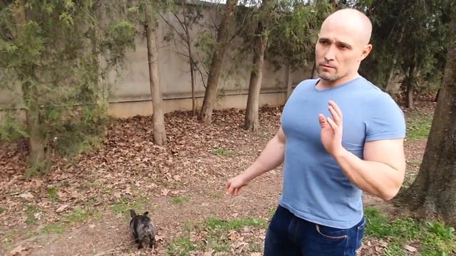 Приучаем собаку к поводку смотреть онлайн