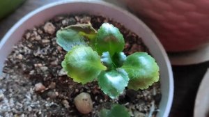 Каланхоэ вытянулось после цветения.? Что делать????