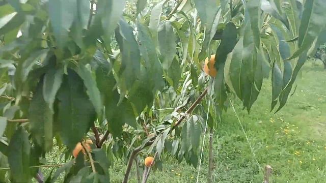 Персик Инка вовсе не Инка. Обзор теперь уже неизвестного мне сорта. смотреть онлайн