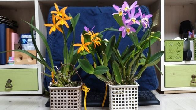 Цветение Каттлей ( миниатюрные гибриды) смотреть онлайн