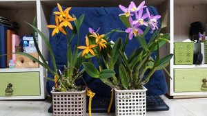 Цветение Каттлей ( миниатюрные гибриды)