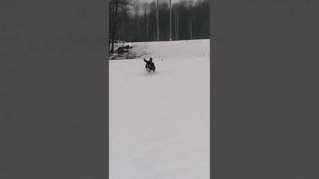 ТАКСА БАКСИК И ТУЗИК СТАВЬТЕ ЛАИК СПАСИБО