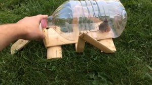 Ловушка для мышки из пластиковой бутылки