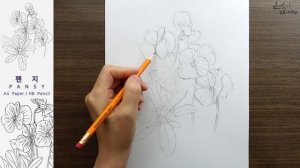 Flower Drawing Pansy | 팬지꽃 연필 스케치와 전사과정 | 꽃그림 배우기