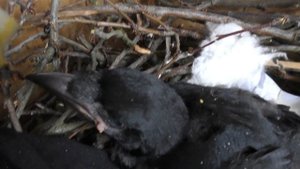 Кормление птенца чёрной вороны