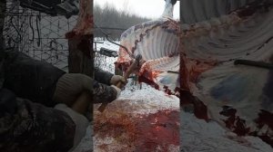 начал сдавать бычков на мясо режут сами мясником