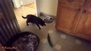 Кошки бояться огурцов