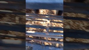 сеялка заря обзор