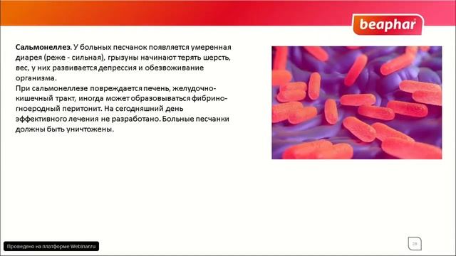Мыши и песчанки