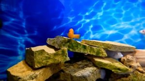 Нежность Меланохромис Йохана