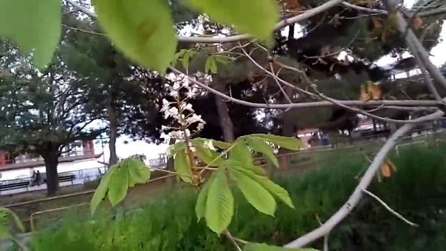 В октябре цветут каштаны в Феодосии смотреть онлайн