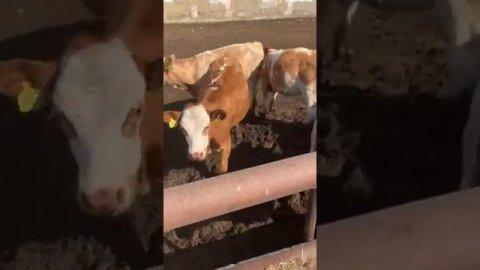 Продажа телят породы Симментал. Мясо молочного направления.
