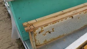 Весенние работы с восьмирамочными с гнездом на 145.