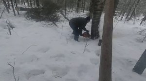 ВАЛКА ЛЕСА#РАБОТА В ЛЕСУ 2021#НОВАЯ ДЕЛЯНКА