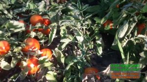 Первый сбор помидор в 2022 году